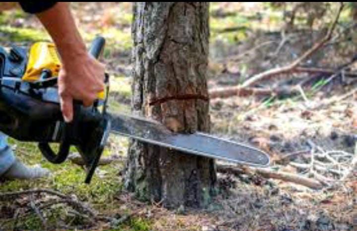 Lahore High Court imposes ban on tree cutting, adopts strict environmental stance