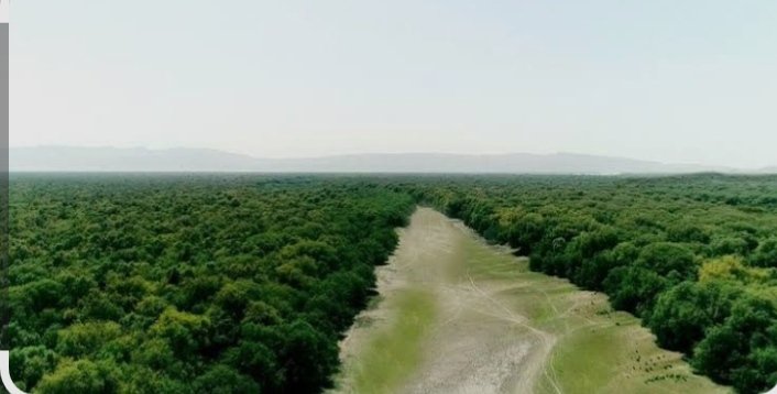 CM Sindh Orders Development of Large Forest Zones Near Karachi, Hyderabad